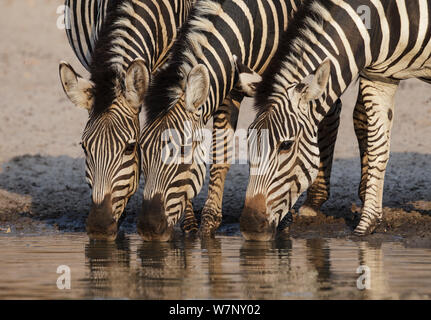 Grant's Zebras (Equus quagga boehmi) drei Trinken am Wasserloch, Mana Pools Nationalpark, Simbabwe Oktober 2012 Stockfoto