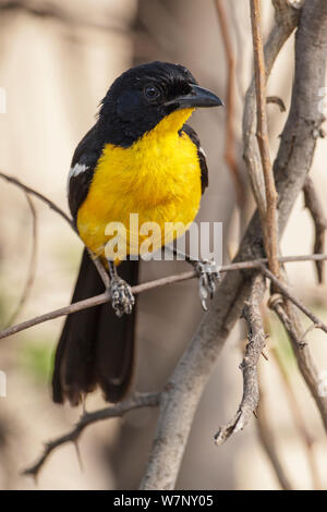 Crimson Breasted Gonolek/Shrike (Laniarius atrococcineus) Porträt einer seltenen gelben Morphen, Hwange Nationalpark Simbabwe Oktober 2012 Stockfoto