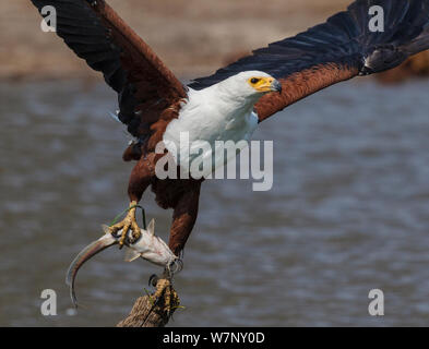 African Fish Eagle (Haliaeetus vocifer) Abnehmen mit Wels Beute, Hwange National Park, Zimbabwe Oktober 2012 Stockfoto