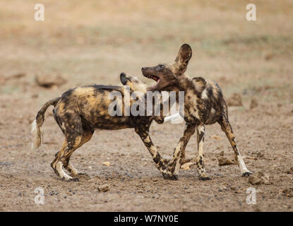 Afrikanischer Wildhund (Lycaon pictus) zwei Welpen spielen, kämpfen, Mana Pools Nationalpark, Simbabwe Oktober 2012 Stockfoto