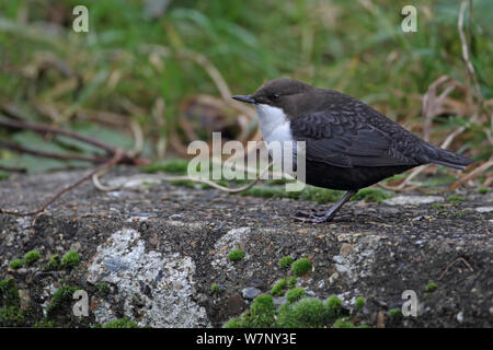 Schwarz-bellied Pendelarm (Cinclus cinclus cinclus) Thetford, Norfolk, Großbritannien,November Stockfoto