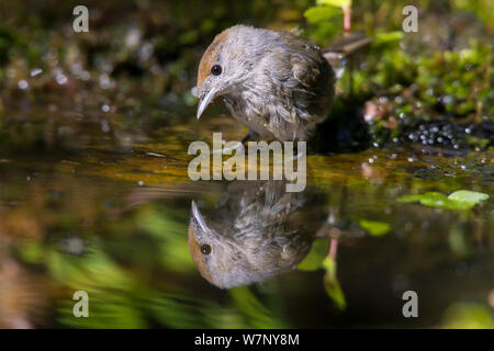 Mönchsgrasmücke (Sylvia atricapilla) Weibliche in Wasser, Deutschland wider, Juli Stockfoto