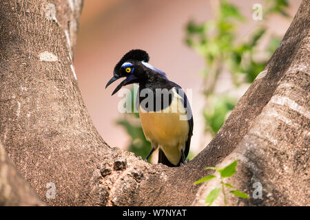 Plüschtier - crested Jay (Cyanocorax chrysops), Mato Grosso do Sul, Brasilien Stockfoto