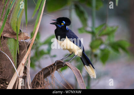 Plüschtier - crested Jay (Cyanocorax chrysops), Mato Grosso do Sul, Brasilien Stockfoto