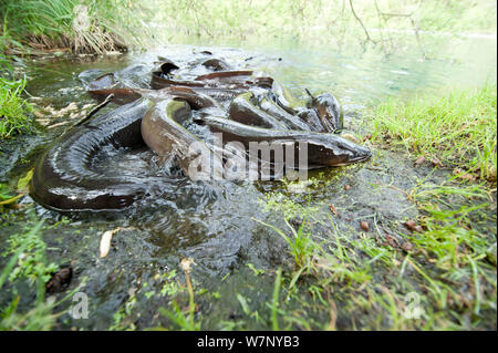 Neuseeland dieffenbachii Longfin Aale (Anguilla) Gruppe im flachen Wasser. Neuseeland, Oktober. Stockfoto