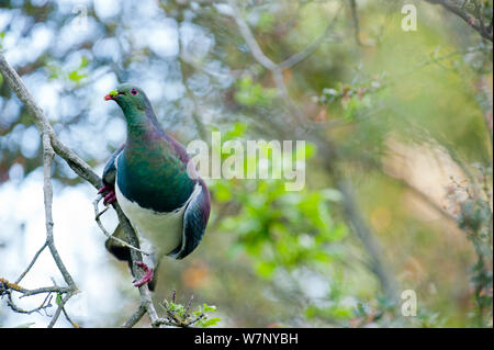 Kereru/Neuseeland Taube (Hemiphaga novaeseelandiae). Christchurch, Neuseeland, Oktober. Stockfoto