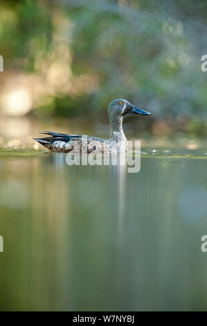 Neuseeland (Shoveler Anas rhynchotis Variegata) auf dem Wasser. Christchurch, Neuseeland, Oktober. Stockfoto