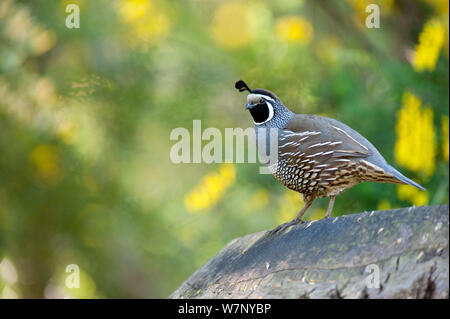 Kalifornien Wachtel (Callipepla californica) männlich. Christchurch, Neuseeland, Oktober. Stockfoto