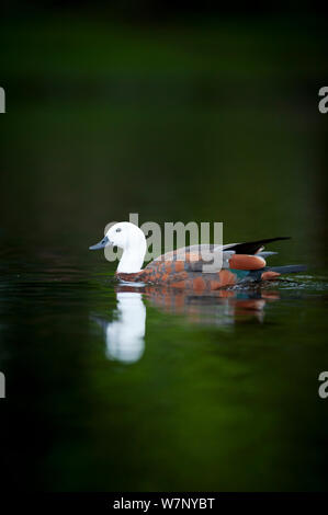 Weibliche Paradies Brandente (Tadorna variegata) auf dem Wasser. Christchurch, Neuseeland, Oktober. Stockfoto