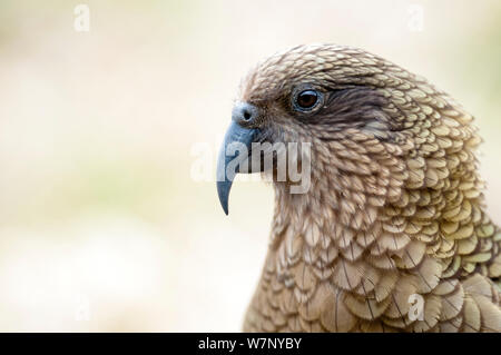 Kea (Nestor notabilis) Portrait. Arthurs Pass, Neuseeland, Oktober. Stockfoto