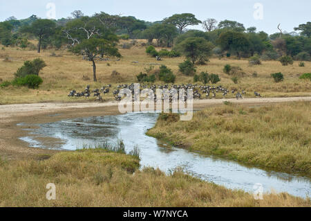 Eine Gruppe von Gnus und Zebras besorgt aus dem Tarangire River Stockfoto