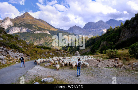 Schafe (Ovis aries) Herde in Bergwelt, von Hirten entlang der Straße getrieben wird. Ossoue Tal, Französischen Pyrenäen, September. Stockfoto