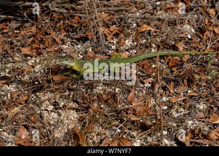 Europäische/Western Green Lizard (Lacerta bilineata). Der Gironde, Frankreich. Stockfoto