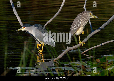 Schwarz - gekrönte Nachtreiher (Nycticorax nycticorax), für Erwachsene (links) und Jugendliche über Wasser gehockt. Gironde, West Frankreich, September. Stockfoto