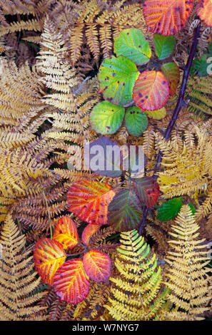 Dornbusch Blätter (Rubus plicatus) und Adlerfarn Pteridium Wedel (sp) Farbe im Herbst ändern, Norfolk, England, Oktober Stockfoto