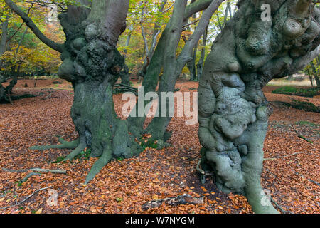 Epping Forest mit alten pollarded Buche (Fagus sylvatica) Essex, November Stockfoto