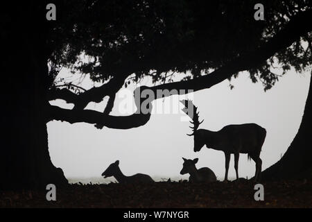 Damwild (Cervus dama) und Buck silhouetted, Holkham, Norfolk, Großbritannien,November Stockfoto