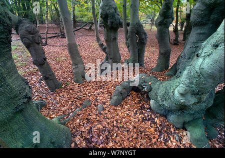 Epping Forest mit alten pollarded Buche (Fagus sylvatica) Essex, November Stockfoto