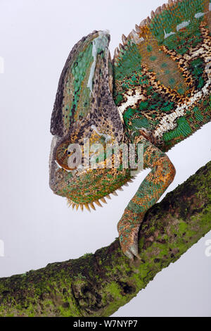 Jemen oder Veiled Chameleon (Chamaeleo calyptratus) Porträt, Captive aus dem Mittleren Osten Stockfoto