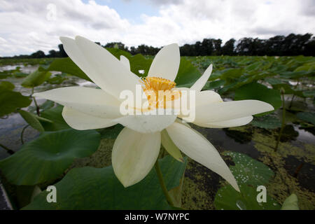 Amerikanische Lotos (Nelumbo lutea) in Blume, Mannington Marsh, New Jersey, USA, August. Stockfoto