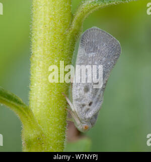 Citrus flatid planthopper Metcalfa pruinosa () auf Goldrute (Solidago), Gwynedd Wildlife Preserve, Pennsylvania, USA, Juli. Stockfoto