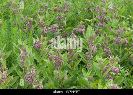 Gemeinsame Seidenpflanze (Asclepias syriaca), Todd Audubon Wildlife Sanctuary, Maine, USA, Juli. Stockfoto