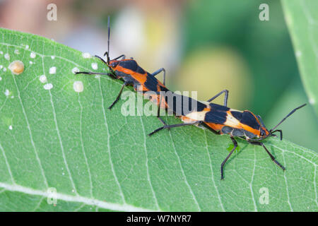 Passende paar Große milkweed Bugs (Oncopeltus fasciatus) über gemeinsame Seidenpflanze (Asclepias syriaca) Blatt, Pennsylvania, USA, Juli. Stockfoto