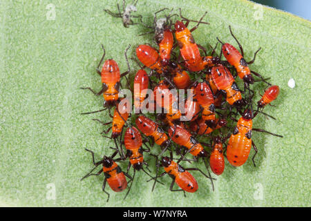 Große milkweed Bug (Oncopeltus fasciatus) Nymphen auf gemeinsame Seidenpflanze (Asclepias syriaca) Blatt, Pennsylvania, USA, August. Stockfoto