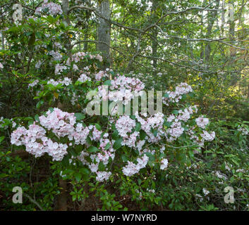 Mountain Laurel (Kalmia latifolia) Blume, belleplain State Forest, New Jersey, USA, Mai. Stockfoto