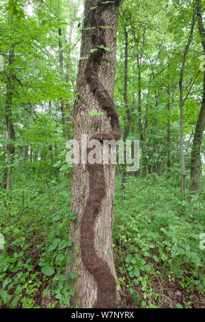 Poison Ivy (Toxicodendron radicans) Rebe auf Baum, Pennsylvania, USA, April. Stockfoto