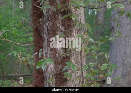 Poison Ivy (Toxicodendron radicans) Rebe auf Baum, Pennsylvania, USA, April. Stockfoto