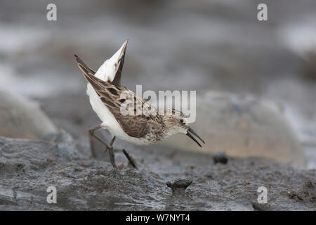 Semipalmated Sandpiper (Calidris pusilla) anzeigen, Delaware Bay, New Jersey, USA, Mai. Stockfoto