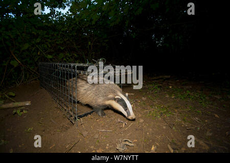 Europäischer Dachs (Meles Meles) ist aus einem Käfig Falle nach seiner erfolgreichen Impfung gegen Rindertuberkulose (bTB) während der Impfung Studien in Gloucestershire, England Juni 2011 veröffentlicht. Stockfoto