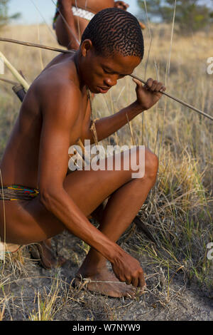 Ein Zu 'hoasi Buschmann Jäger duckt und nimmt essbare Blätter auf den Ebenen der Kalahari, Botswana. April 2012. Stockfoto