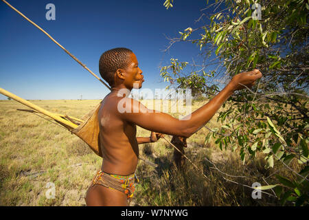 Ein junger Zu 'hoasi Buschmann Jäger mit einem Bogen, ein Köcher mit Pfeilen und ein Pole für die Jagd Frühling Hasen (Pedetes capensis) hält Obst aus einem Busch auf der Ebenen der Kalahari, Botswana zu holen. April 2012. Stockfoto