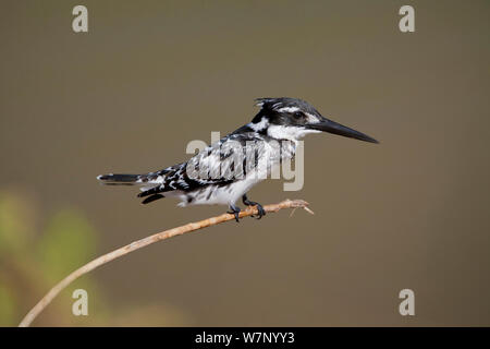 Pied Kingfisher (Ceryle rudis) hocken auf einem Stick, Venetia Limpopo Naturschutzgebiet, Limpopo Provinz, Südafrika Juli Stockfoto