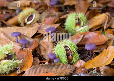 Waldboden mit lila Pilze Amethyst Deceiver (Laccaria amethystina), und gefallenen Samen Fälle und Frucht der Edelkastanie (Castanea savita) Norfolk, Großbritannien, Oktober Stockfoto