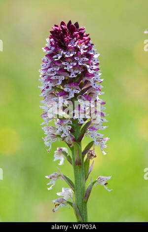 Verbrannt tipp Orchid (Neotinea ustulata) Tena Tal, Pyrenäen, Provinz Huesca, Spanien, Juni Stockfoto