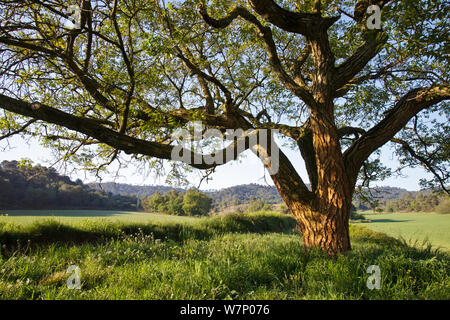 Walnussbaum (Juglans regia) Miralles Bergkette Barclelona, Provinz, Spanien, April Stockfoto