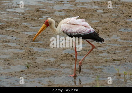 Ein 'Vielfraß 'Yellow Billed Stork waten einen schlammigen Flussbett auf der Suche nach Essen Stockfoto