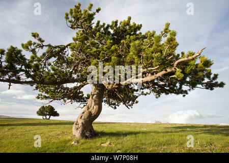 Mountain Pine (Pinus mugo Uncinata) in El Verd Mountain Range, Pyrenäen, Provinz Lleida, Spanien, Juni Stockfoto