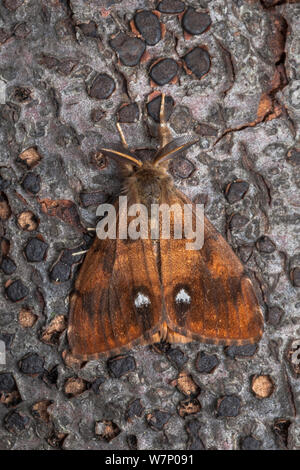 Gemeinsame Vaporer Motte (Orgyia antiqua) männlich, Feder-wie Antennen, die es verwendet den flugunfähigen Weibchen, Nationalpark Peak District, Derbyshire, UK zu finden. Juli. Stockfoto