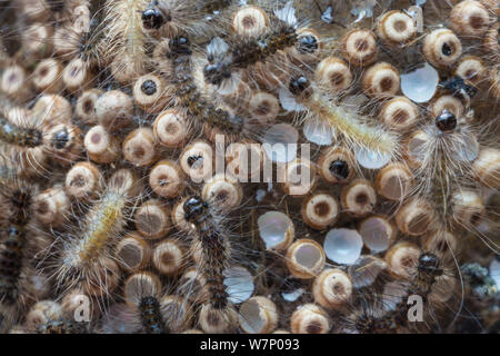 Gemeinsame Vaporer Motte (Orgyia antiqua) Eier ausbrüten, mit neu entstandenen Raupen gesehen ihre Ei fällen Essen. Derbyshire, Großbritannien, April Stockfoto