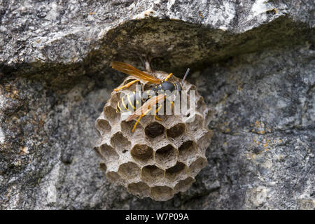 Paper Wasp (feldwespe Gallicus) am Nest, Nordtirol, Tirol, Alpen, Österreich, Juni Stockfoto