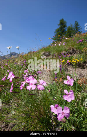 Holz Rosa (Dianthus sylvestris) im Vordergrund der blühenden Almwiese auf 200 m Höhe, Aostatal, Monte Rosa Massiv, Walliser Alpen, Italien. Juli. Stockfoto