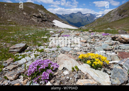 Runde-leaved Penny Kresse (Thlaspi rotundiflora) und gelb Whitlow Gras (Cardamine hoppeana) in Blüte, die auf das Steinige Ebene auf 2500 m Höhe im Aostatal, Monte Rosa Massiv, Walliser Alpen, Italien. Juli. Stockfoto