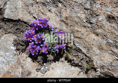 Alpine Toadflax (Linaria alpina) wachsen in der schutthang auf Berghang im Aostatal, Monte Rosa Massiv, Walliser Alpen, Italien. Juli. Stockfoto