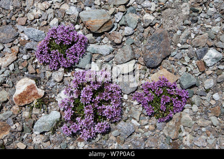 Runde-leaved Penny Kresse (Thlaspi rotundiflora) in Blüte, die auf das Steinige Ebene auf 2500 m Höhe im Aostatal, Monte Rosa Massiv, Walliser Alpen, Italien. Juli Stockfoto