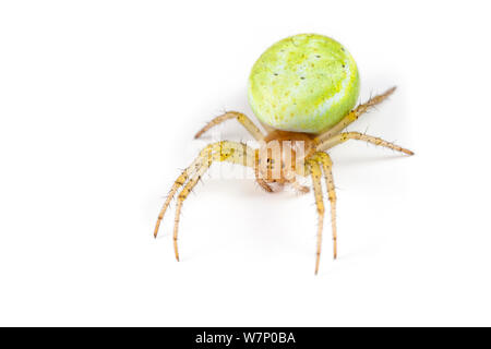 Gurke Araniella cucurbitina) Spider (weiblich, fotografiert auf einem weißen Hintergrund. Aostatal, Monte Rosa Massiv, Walliser Alpen, Italien. Juli. Stockfoto