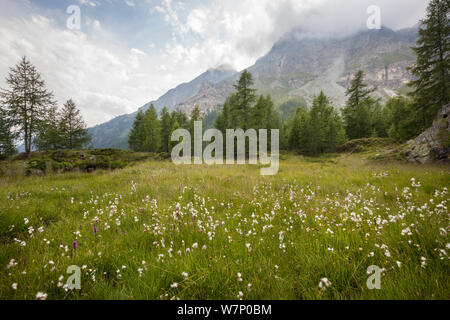 Gemeinsame Wollgras (Eriophorum angustifolium) wachsen im Marschland im Aostatal, Monte Rosa Massiv, Walliser Alpen, Italien. Juli. Stockfoto